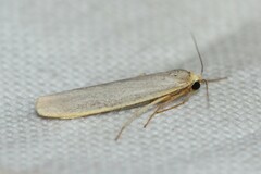 Eilema pseudocomplana