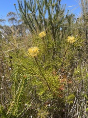 Isopogon anethifolius
