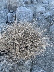 Stephanomeria pauciflora