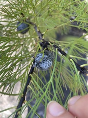Isopogon anethifolius
