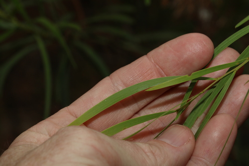 Image of Acacia simsii by (c) Greg Tasney, some rights reserved (CC BY-SA)