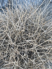 Stephanomeria pauciflora