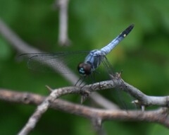 Brachydiplax sobrina