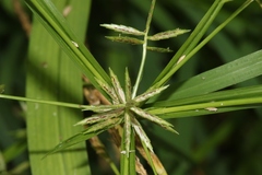Cyperus sphacelatus
