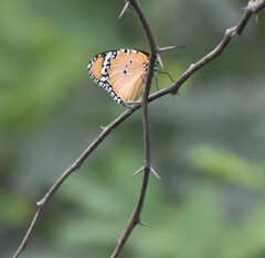 Danaus chrysippus