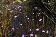 Utricularia barkeri