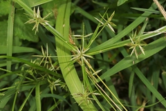 Cyperus sphacelatus