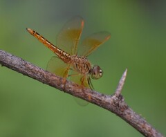 Brachythemis contaminata