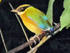 Pitta moluccensis