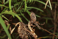 Acacia simsii