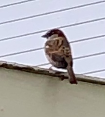 Passer domesticus