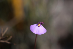 Utricularia barkeri
