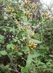 Pentanema squarrosum