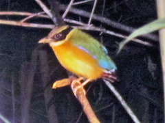 Pitta moluccensis