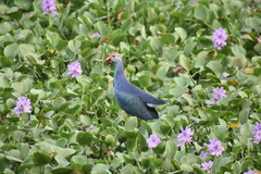 Porphyrio poliocephalus