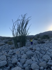 Fouquieria splendens splendens