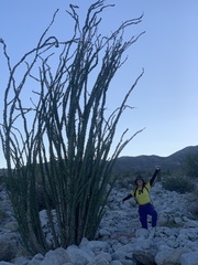 Fouquieria splendens splendens