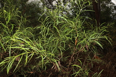 Acacia simsii