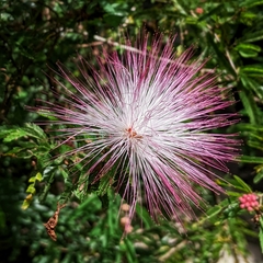 Calliandra selloi
