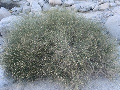 Bebbia juncea aspera