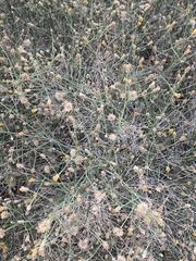 Bebbia juncea aspera