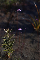 Utricularia barkeri