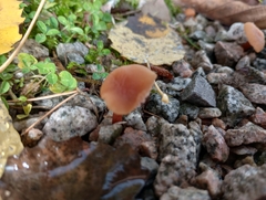 Hydnangiaceae