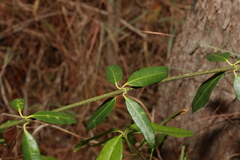 Alyxia spicata