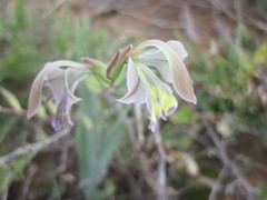 Gladiolus orchidiflorus