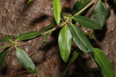 Alyxia spicata