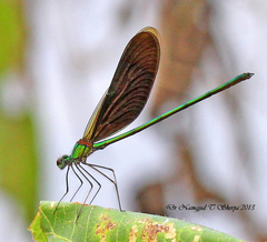 Neurobasis chinensis