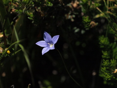 Wahlenbergia stricta