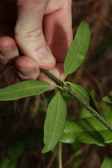 Alyxia spicata