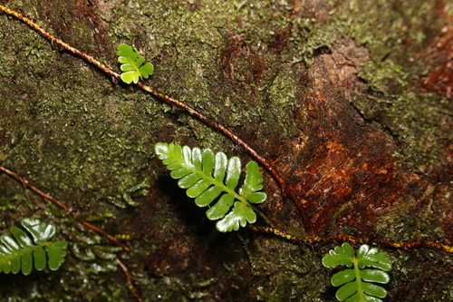 Image of Davallia repens by (c) Greg Tasney, some rights reserved (CC BY-SA)