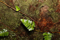 Davallia repens