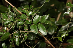 Ventilago ecorollata