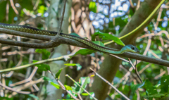 Dendrelaphis grandoculis