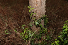 Alyxia spicata