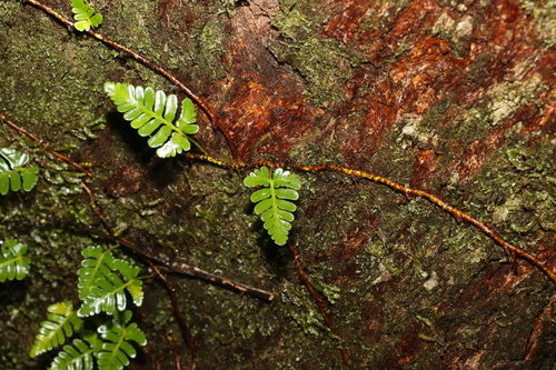 Image of Davallia repens by (c) Greg Tasney, some rights reserved (CC BY-SA)