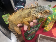 Iguana