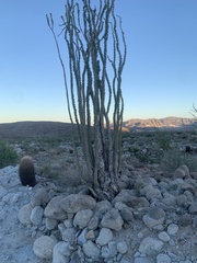 Fouquieria splendens splendens