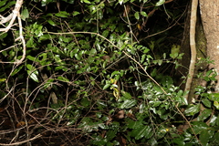 Ventilago ecorollata