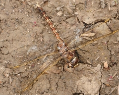 Adversaeschna brevistyla