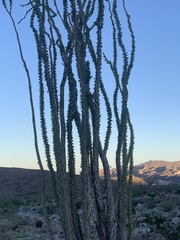 Fouquieria splendens splendens