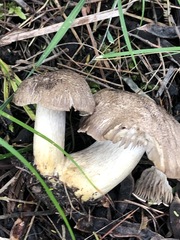Tricholoma