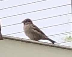 Passer domesticus