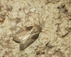 Garella nilotica