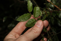 Ventilago ecorollata