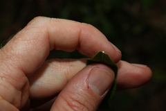 Alyxia spicata
