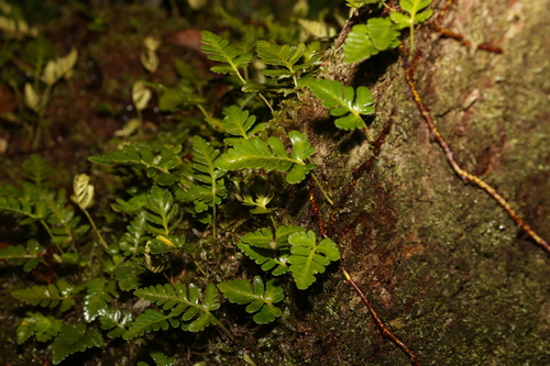 Image of Davallia repens by (c) Greg Tasney, some rights reserved (CC BY-SA)
